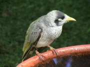 Noisy Miner10
